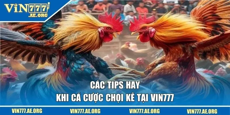 Các tips hay khi cá cược chọi kê tại VIN777